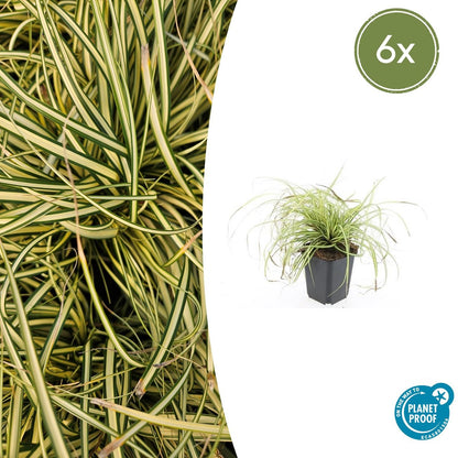 Gold Segge Carex oshimensis 'Evergold' – ↕10-25cm – Ø9cm – 6 Pflanzen – Bodendecker – Immergrün – Pflegeleicht – Schattentauglich 