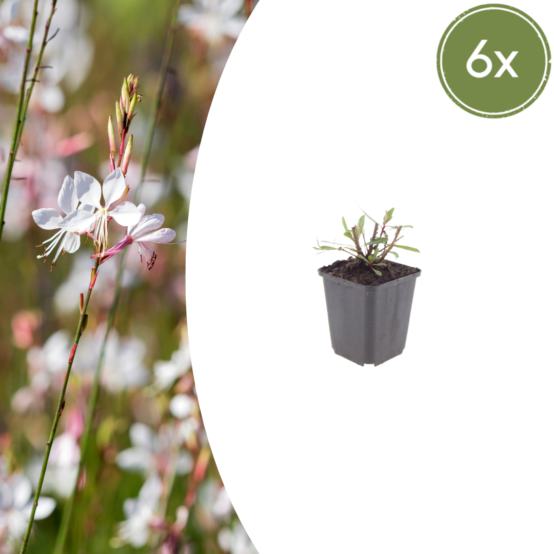 Gaura lindheimeri Whirling Butterflies – Ø9cm – Höhe 10-25cm – Prachtkerze – Reinweiße Blüten – Ansicht 6