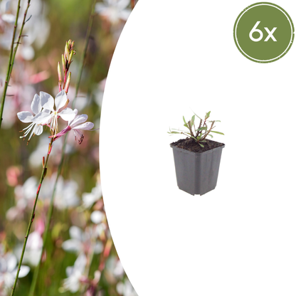 Gaura lindheimeri Whirling Butterflies – Ø9cm – Höhe 10-25cm – Prachtkerze – Reinweiße Blüten – Ansicht 6