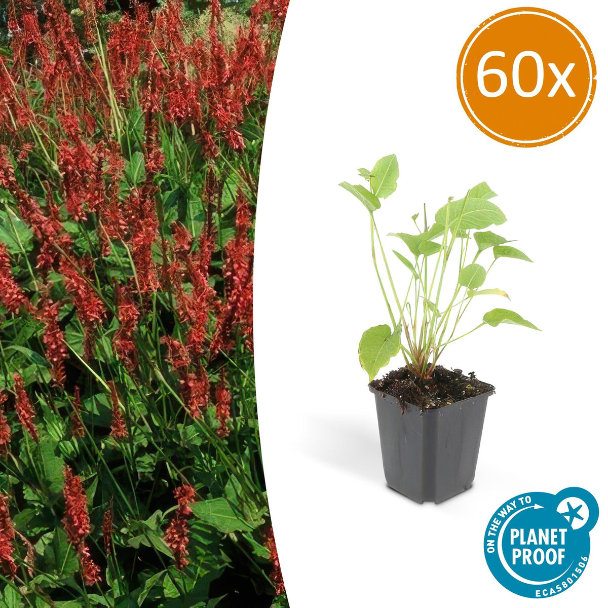 Kerzenknöterich Persicaria amplexicaulis – ↕10-25cm – Ø9cm – 60 Pflanzen – Rote Blüten – Sommerblüher – Pflegeleicht – Sonnig bis Halbschatten 