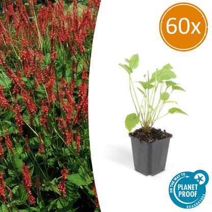 Kerzenknöterich Persicaria amplexicaulis – ↕10-25cm – Ø9cm – 60 Pflanzen – Rote Blüten – Sommerblüher – Pflegeleicht – Sonnig bis Halbschatten 