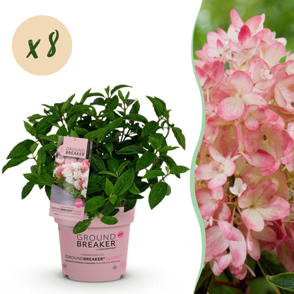Rispenhortensie Hydrangea paniculata Groundbreaker Blush 8er Set – winterhart rosa – 14cm – Höhe 20-25cm – Blüte Spätsommer bis Herbst – für Beet, Hecke, Kübel, Balkon & Terrasse 