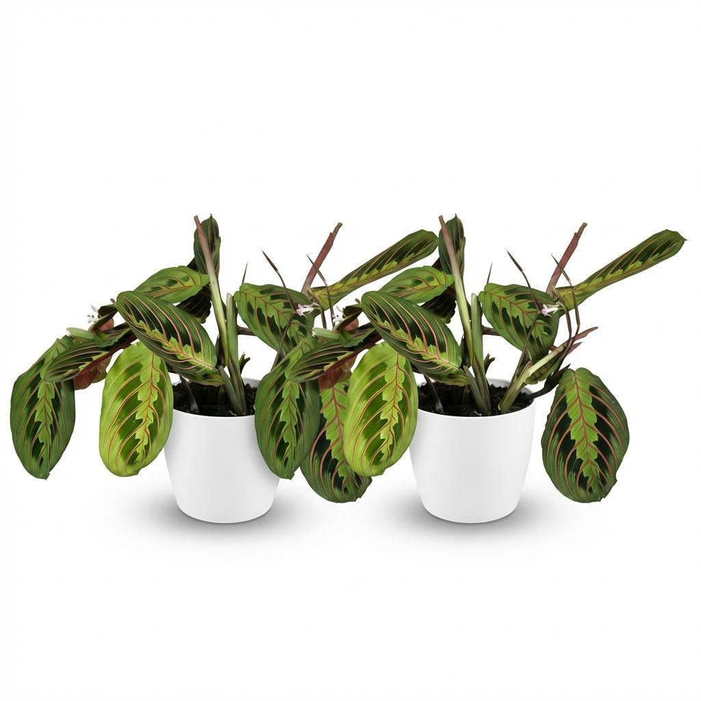 Green boutiQ - Zimmerpflanze - Maranta Fascinator Tricolour - Gebetsblatt - Haustierfreundliche Pflanze - Grün - 2 Pflanzen - mit Potter Weiß - Topf 12cm - Höhe 25cm 