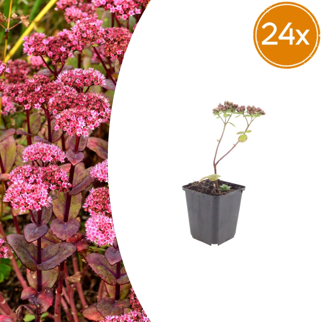 Sedum Matrona – 24 Pflanzen – Ø9cm – Höhe 10-25cm – Winterharte Fetthenne – Dunkelrosa Blüten – Trockenheitsresistent für Beet, Steingarten & Dachbegrünung - Oasis of Life