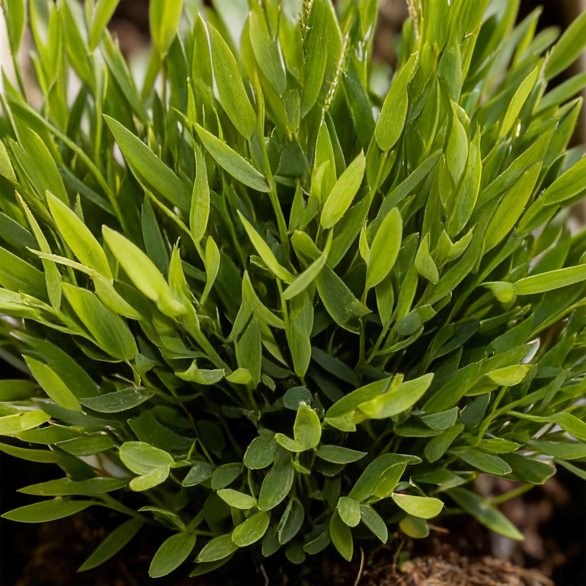 Green boutiQ - Zimmerpflanze - Bamusa Pogonatherum Monica - Bambusgras - Haustierfreundliche Pflanze - Grün - 1 Pflanze - mit Korb - Topf 12cm - Höhe 20cm 