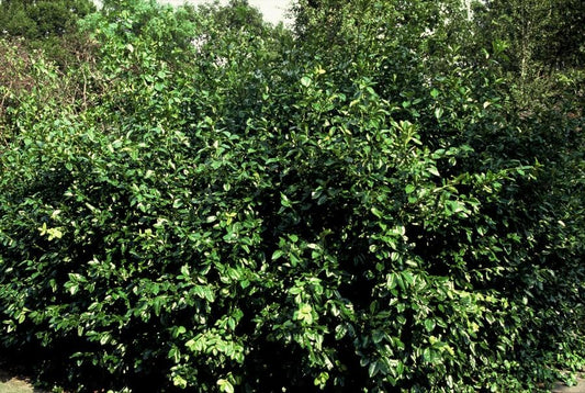 Purpur-Kriechspindel Euonymus fortunei 'Coloratus' – ↕10-25cm – Ø9cm – 6 Pflanzen – Winterharter Zierstrauch für Beete, Bodendecker & Hecken – Glänzendes Laub & purpurfarbene Beeren 
