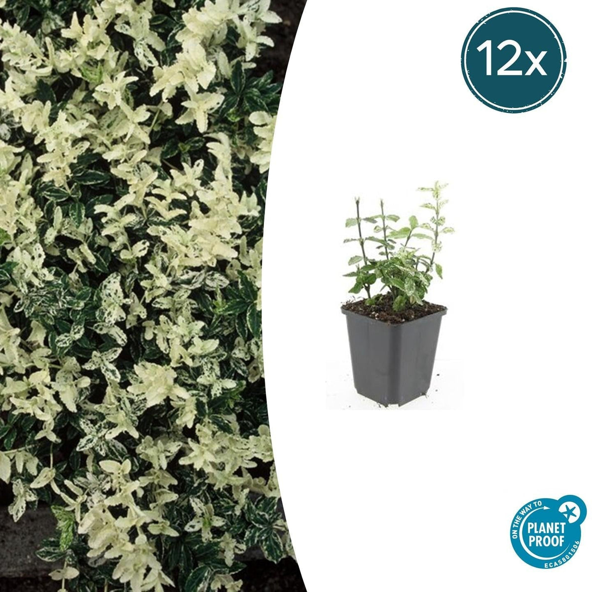 Kriechspindel – Euonymus fortunei 'Harlequin' – ↕10-25cm – Ø9cm – 12 Pflanzen – buntblättrig & winterhart 
