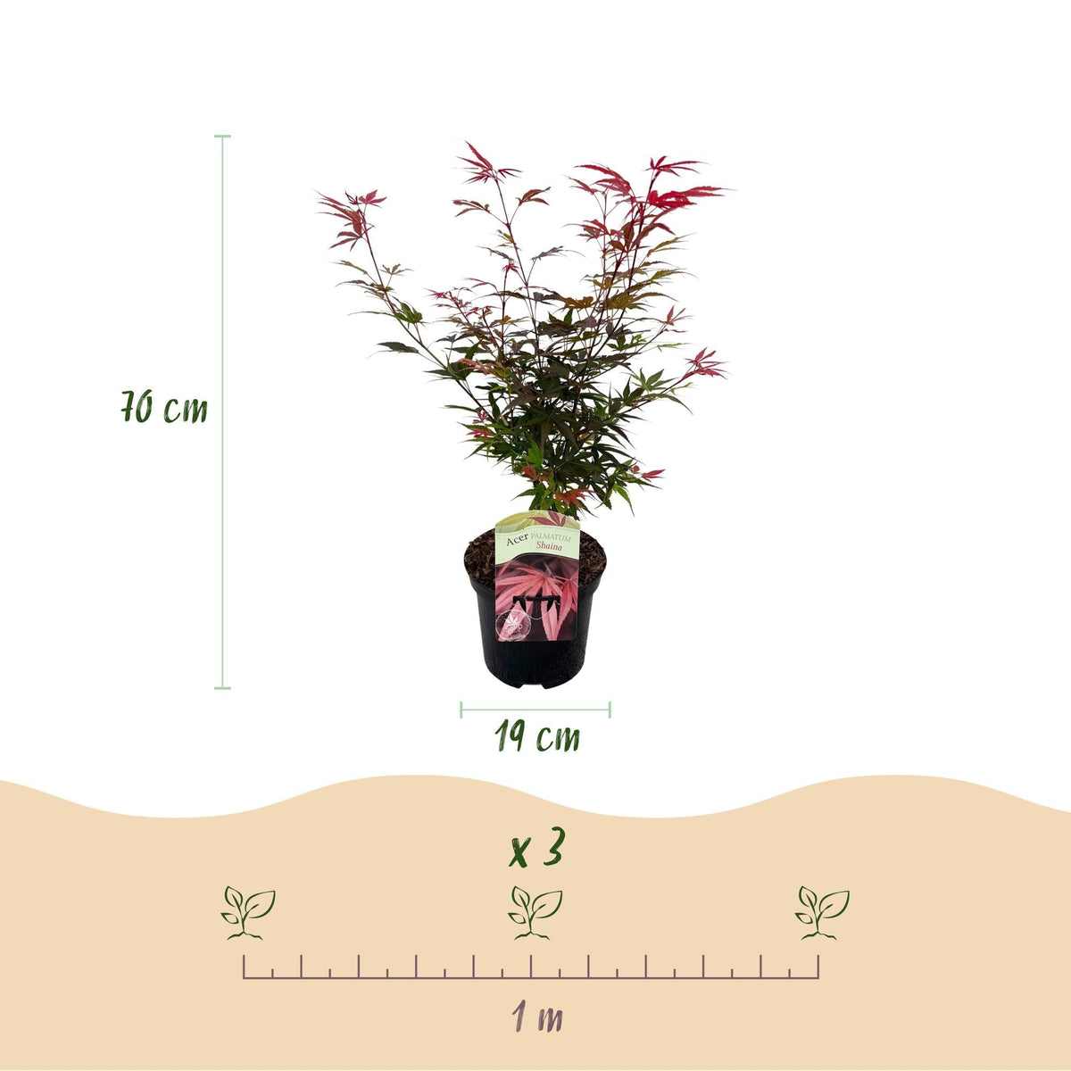 Japanischer Ahorn – Acer palmatum 'Shaina' – ca. 70 cm hoch – Topf Ø19 cm – kompakte Sorte mit tiefrotem Laub – Balkon- & Gartenpflanze 