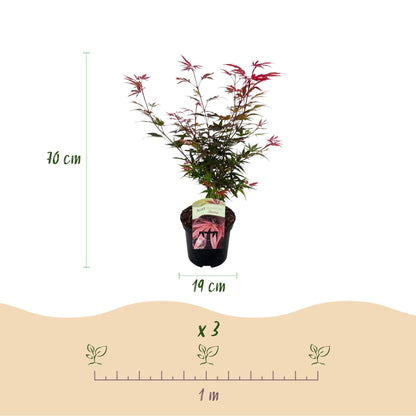 Japanischer Ahorn – Acer palmatum 'Shaina' – ca. 70 cm hoch – Topf Ø19 cm – kompakte Sorte mit tiefrotem Laub – Balkon- & Gartenpflanze 