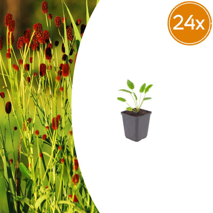 Sanguisorba officinalis Tanna – 24 Pflanzen – Ø9cm – Höhe 10-25cm – Winterharte Staude – Dunkelrosa Blütenähren – Bienenfreundlich für Beet & Präriegarten - Oasis of Life