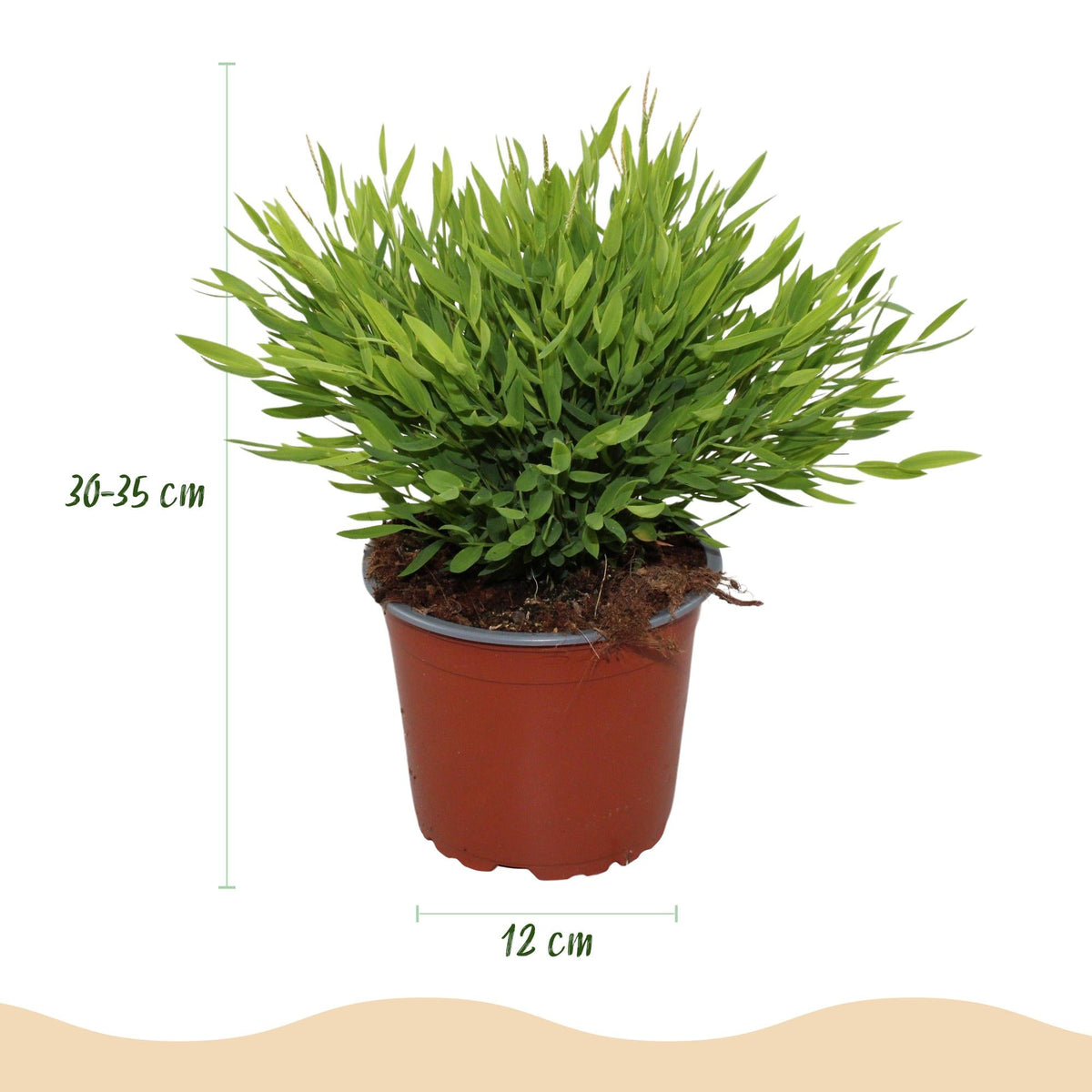 Green boutiQ - Zimmerpflanze - Bamusa Pogonatherum Monica - Bambusgras - Haustierfreundliche Pflanze - Grün - 1 Pflanze - mit Korb - Topf 12cm - Höhe 20cm 
