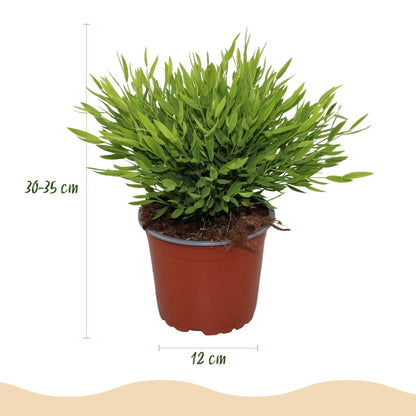 Green boutiQ - Zimmerpflanze - Bamusa Pogonatherum Monica - Bambusgras - Haustierfreundliche Pflanze - Grün - 1 Pflanze - mit Korb - Topf 12cm - Höhe 20cm 