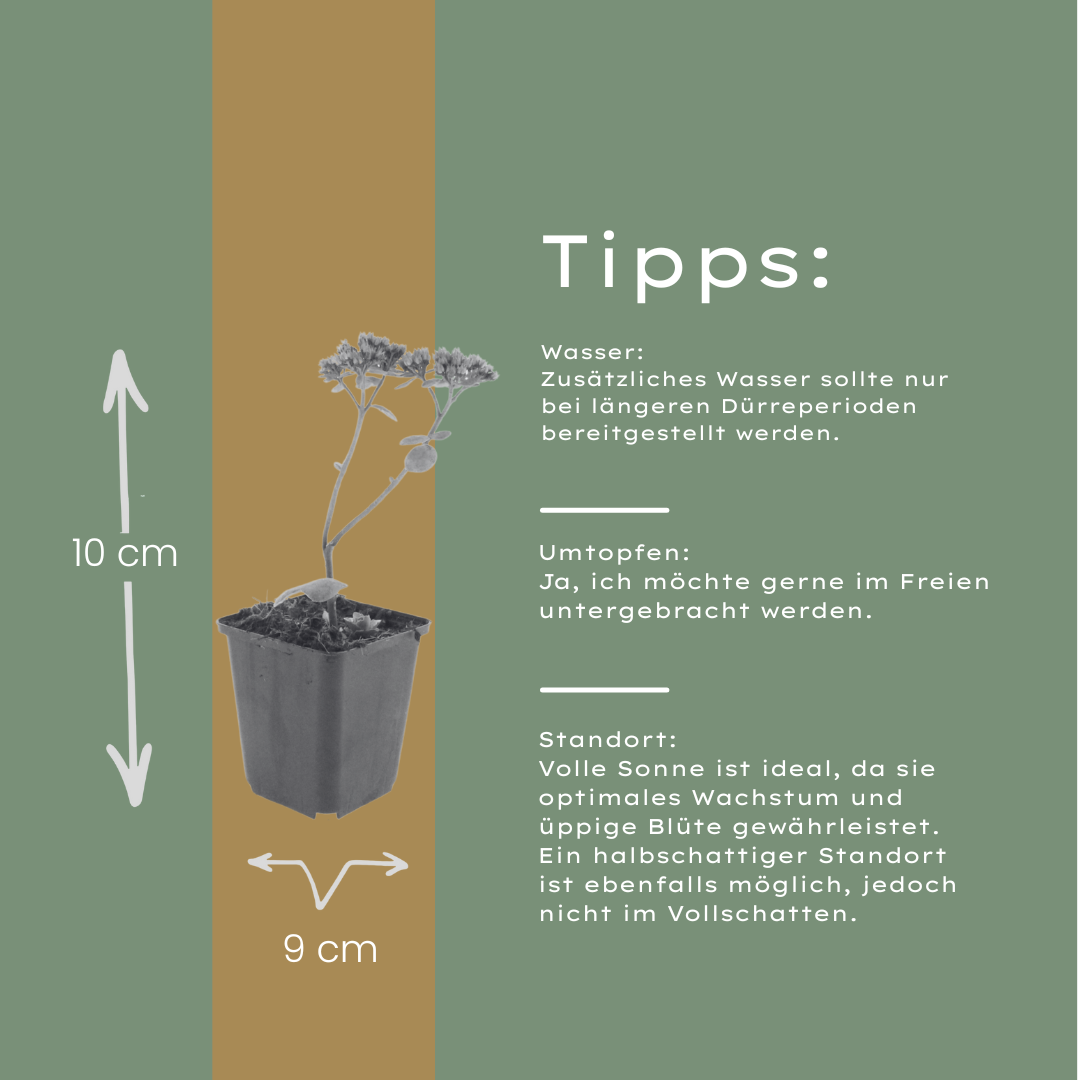 Sedum Matrona – 6 Pflanzen – Ø9cm – Höhe 10-25cm – Winterharte Fetthenne – Dunkelrosa Blüten – Trockenheitsresistent für Beet, Steingarten & Dachbegrünung - Oasis of Life