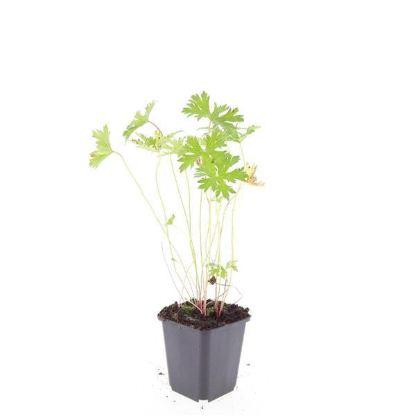 Geranium 'Johnson's Blue' – 24 Pflanzen – ↕10-25cm – Ø9cm – Leuchtend blaue Sommerblüten – Winterhart & pflegeleicht – Für Beete, Rabatten & Steingärten 