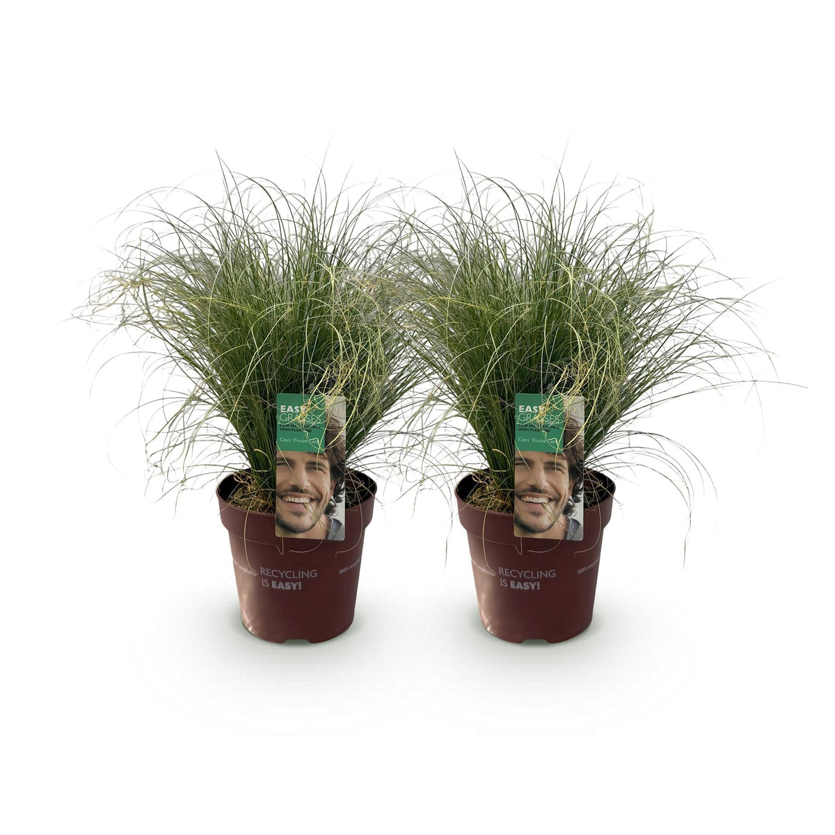 Neuseeland Segge Carex comans Frosted Curls – 2 Pflanzen Ø17cm – Immergrün – Pflegeleicht – Elegantes Ziergras mit silbernem Glanz – Höhe ca. 50cm 