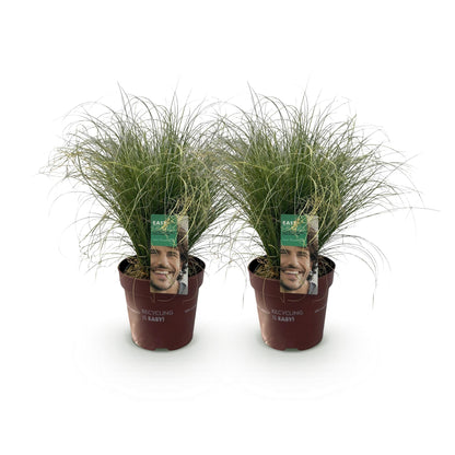 Neuseeland Segge Carex comans Frosted Curls – 2 Pflanzen Ø17cm – Immergrün – Pflegeleicht – Elegantes Ziergras mit silbernem Glanz – Höhe ca. 50cm 