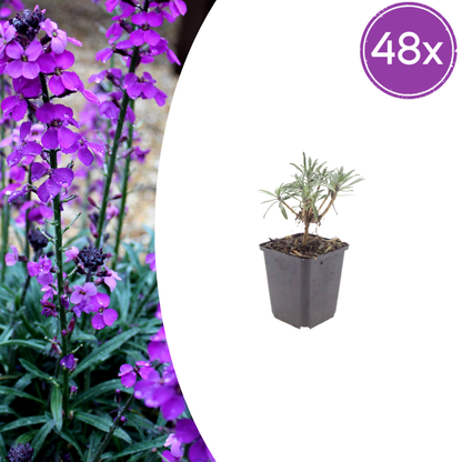 Erysimum Bowles Mauve – Goldlack Staude – 10-25cm – Ø9cm – Langblühende Gartenpflanze für Sonne – Ansicht 11
