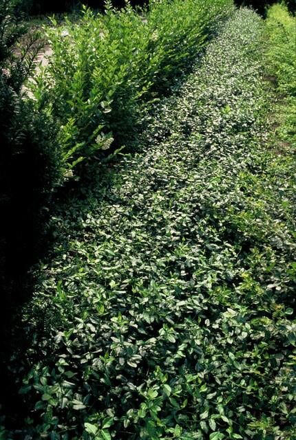 Spindelstrauch – Euonymus fortunei 'Dart's Blanket' – ↕10-25 cm – Ø9 cm – 6 Pflanzen – Bodendecker – Schattentolerant – Winterhart – Pflegeleicht 