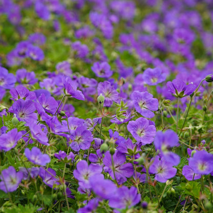 Geranium Azure Rush Winterharte Staude Ø9cm 6 Stück