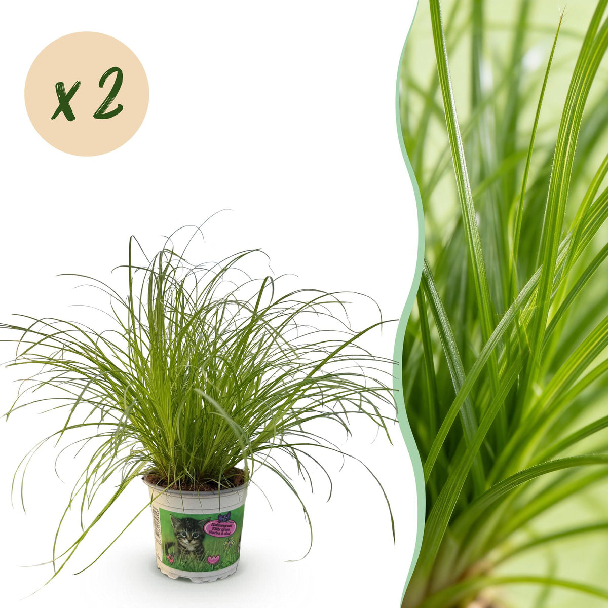 Green boutiQ - Zimmerpflanze - Cyperus alternifolius Zumula - Katzengras - Haustierfreundlich - Grün - 2 Pflanzen - Topf 12cm - Höhe 28-30cm 