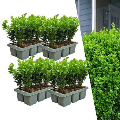 Buchsbaum – Buxus NewGen Freedom – 24 Pflanzen – Ø7 cm Topf – ca. 15 cm hoch – winterhart & pilzresistent – ideal für Hecken & Formschnitt 