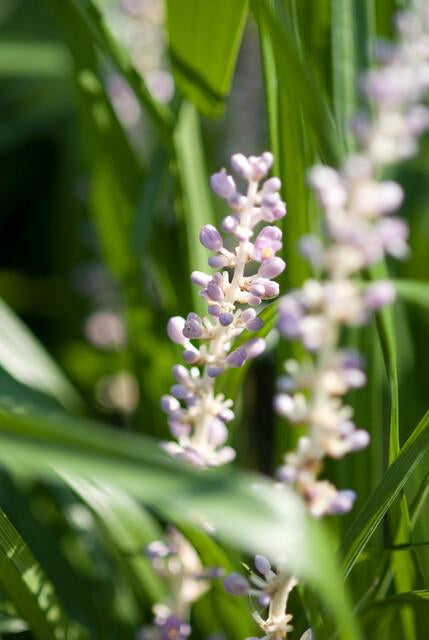 Glöckchentraube Liriope muscari 'Monroe White' – ↕10-25cm – Ø9cm – 6 Pflanzen – Immergrün & winterhart – Bodendecker & Beetpflanze 