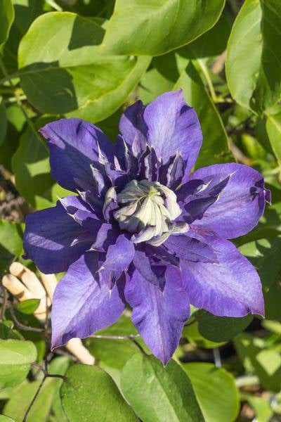 Waldrebe - Clematis Multi Blau - ↨65cm - Ø15cm - 3 Stück 