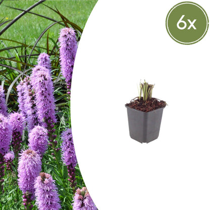 Liatris spicata Winterharte Staude Ø9cm 6 Stück