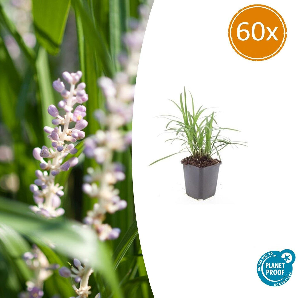 Glöckchentraube Liriope muscari 'Moneymaker' – ↕10-25cm – Ø9cm – 60 Pflanzen – Immergrün & Winterhart – Bodendecker & Randbepflanzung 