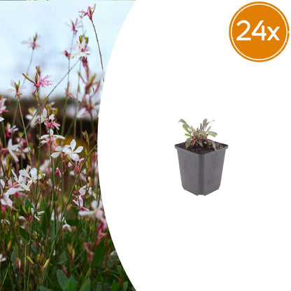 Gaura lindheimeri Siskiyou Pink Ø9cm 24 Stück