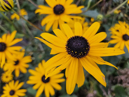 Leuchtender Sonnenhut Rudbeckia fulgida 'Goldsturm' – ↕10-25cm – Ø9cm – 6 Pflanzen – Gelbe Blüten – Bienenfreundlich – Pflegeleichte Staude – Sonniger Standort 