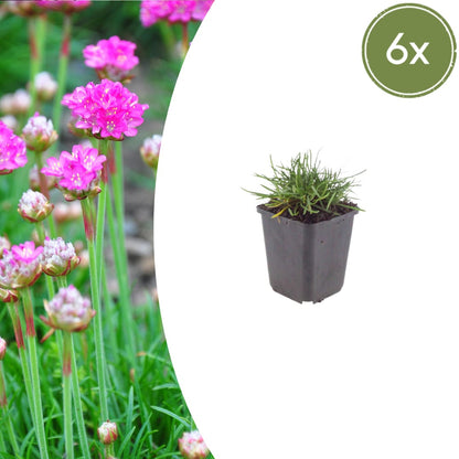 Grasnelke Armeria maritima ‘Splendens’ – 6 Pflanzen – 10-25cm – Ø9cm – Winterharte Staude mit rosa Blüten – Ideal für Steingarten, Beet & sonnige Bordüren - Oasis of Life