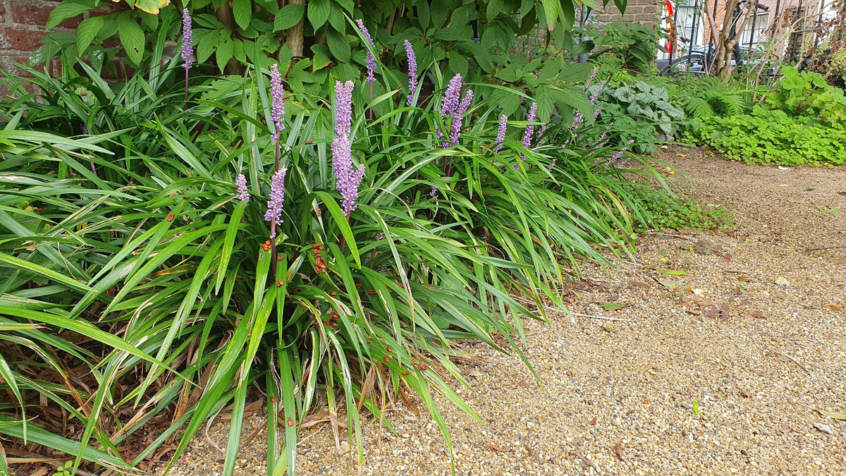 Lilientraube Liriope muscari 'Ingwersen' – ↕10-25cm – Ø9cm – 6 Pflanzen – Bodendecker, Immergrün, Violette Blüten, Winterhart, Pflegeleicht 