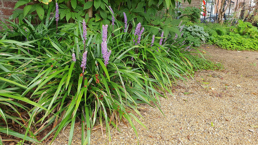 Lilientraube Liriope muscari 'Ingwersen' – ↕10-25cm – Ø9cm – 6 Pflanzen – Bodendecker, Immergrün, Violette Blüten, Winterhart, Pflegeleicht 
