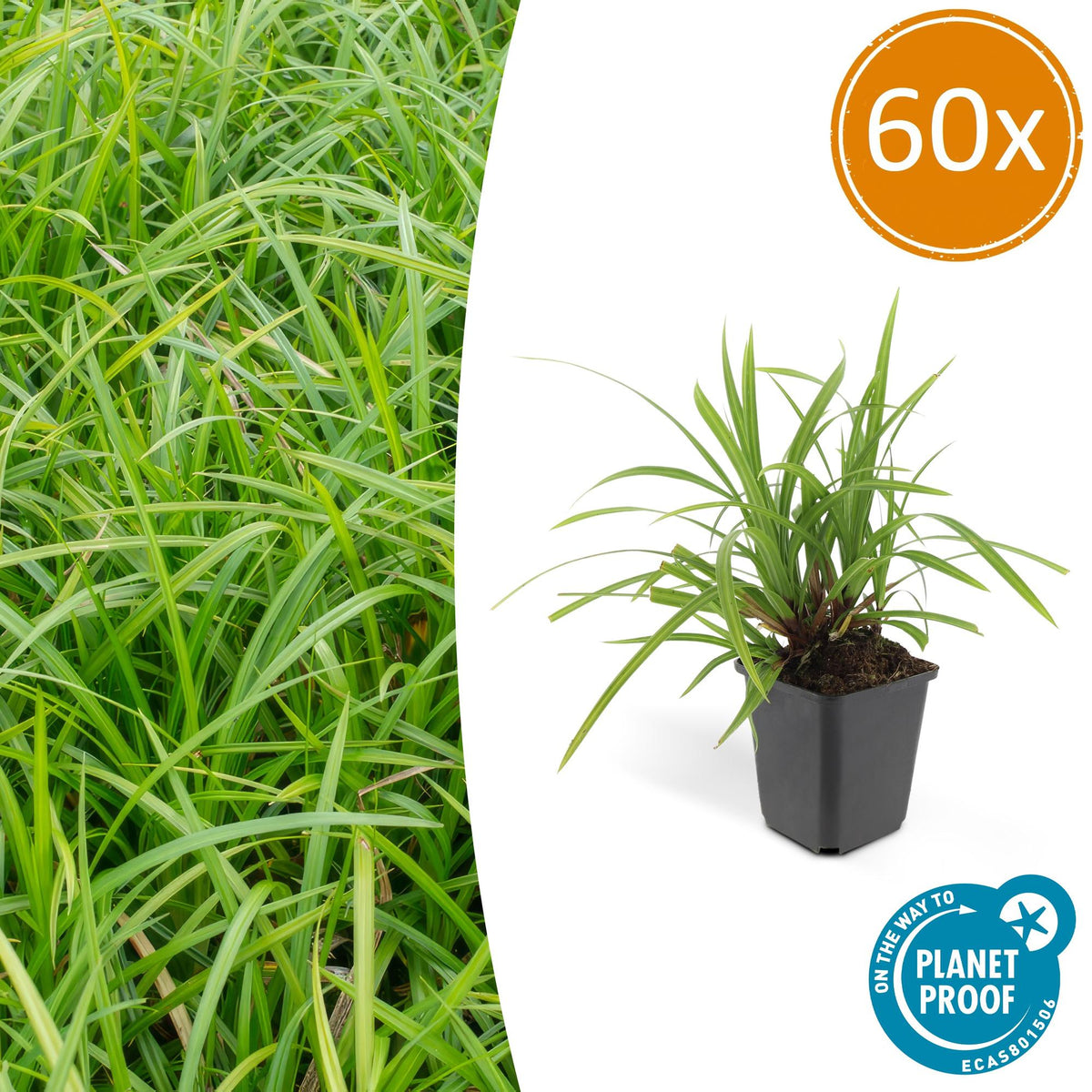 Grünblättrige Segge Carex morrowii 'Irish Green' – ↕10-25cm – Ø9cm – 60 Pflanzen – Immergrüner Bodendecker – Pflegeleicht – Für Beete & Schattige Bereiche 