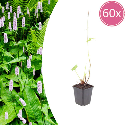 Persicaria amplexicaulis Alba Winterharte Staude Ø9cm 60 Stück
