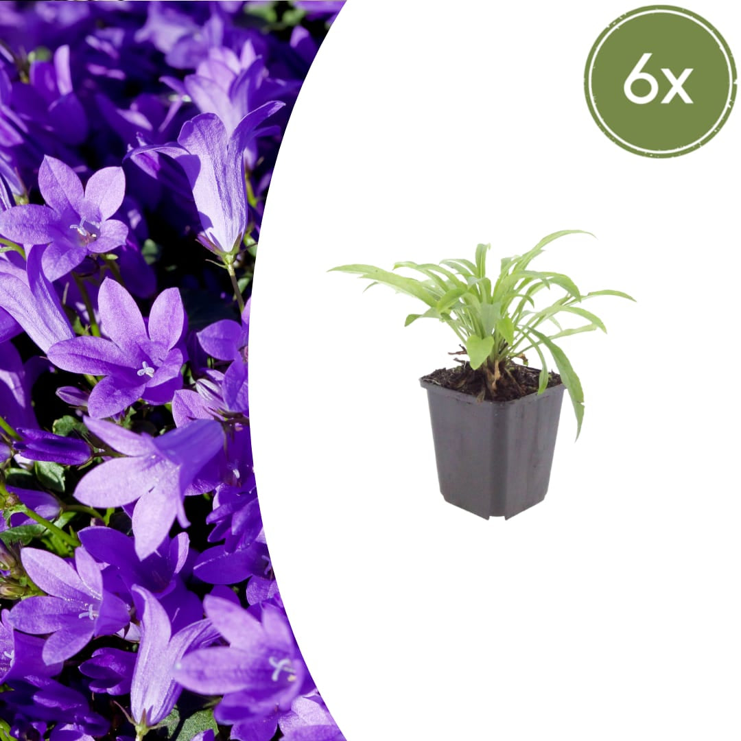Pfirsichblättrige Glockenblume Campanula persicifolia ‘Coerulea’ – 6 Pflanzen – 10-25cm – Ø9cm – Blaue Staude für Sonne & Halbschatten – Gartenpflanze mit langer Blütezeit - Oasis of Life