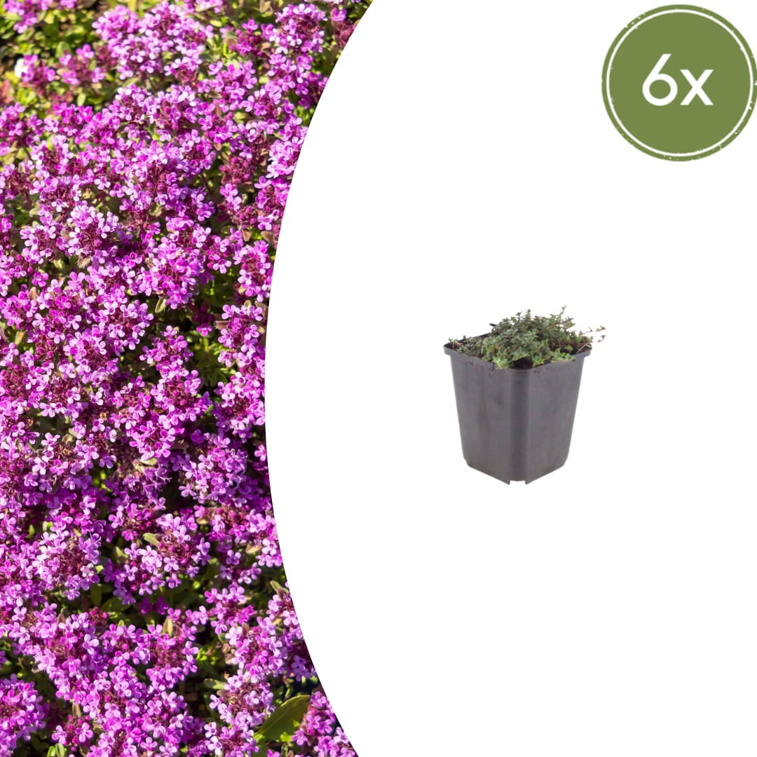 Thymian Thymus praecox Coccineus Bodendecker – 6 Pflanzen – Ø9cm – Höhe 10-25cm – Rosa Rot blühender Polsterthymian – Winterhart – Für Steingarten & Beet - Oasis of Life