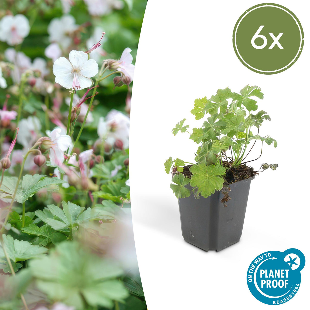 Cambridge Storchschnabel – Geranium cantabrigiense 'Biokovo' – ↕10-25 cm – Ø9 cm – 6 Pflanzen – Weiß-rosa Blüten – Bodendecker – Pflegeleicht – Sonne & Halbschatten 