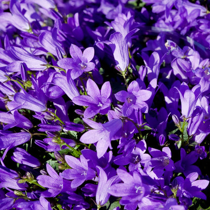 Pfirsichblättrige Glockenblume Campanula persicifolia ‘Coerulea’ – 6 Pflanzen – 10-25cm – Ø9cm – Blaue Staude für Sonne & Halbschatten – Gartenpflanze mit langer Blütezeit - Oasis of Life