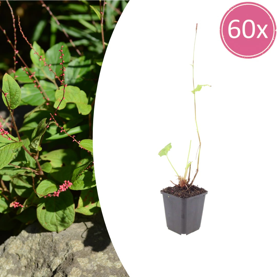 Persicaria amplexicaulis Speciosa Winterharte Staude Ø9cm 60 Stück