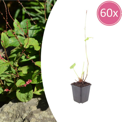 Persicaria amplexicaulis Speciosa Winterharte Staude Ø9cm 60 Stück