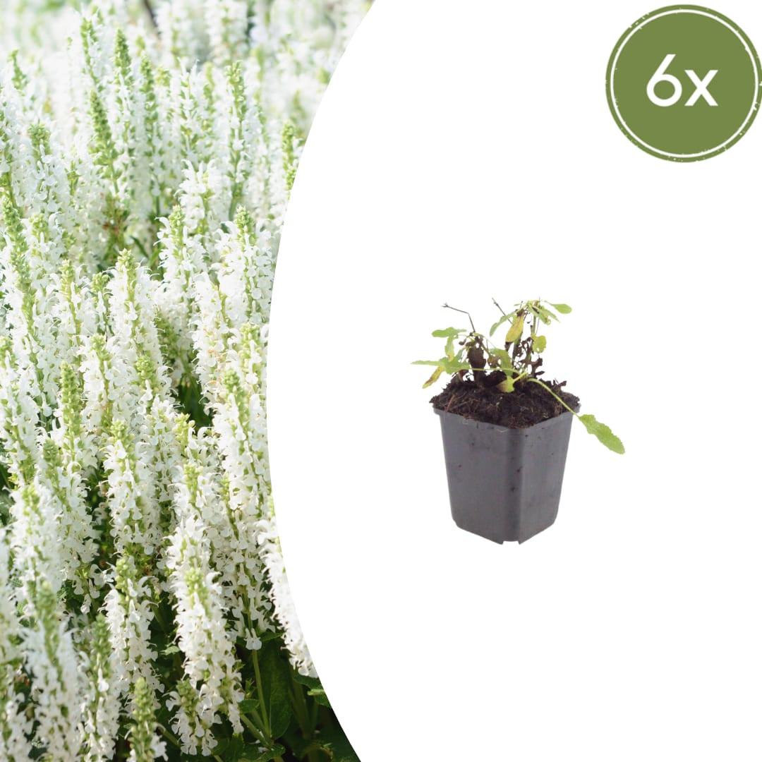 Salvia nemorosa Schneehügel – 6 Pflanzen – Ø9cm – Höhe 10-25cm – Steppensalbei – Hellblaue Blütenähren – Bienenfreundlich für Beet & Steingarten - Oasis of Life