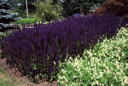 Blüten-Salbei Salvia nem. 'Mainacht' – ↕10-25cm – Ø9cm – 6 Pflanzen – Bienenfreundlich – Blau blühend – Sonniger Standort – Pflegeleicht 