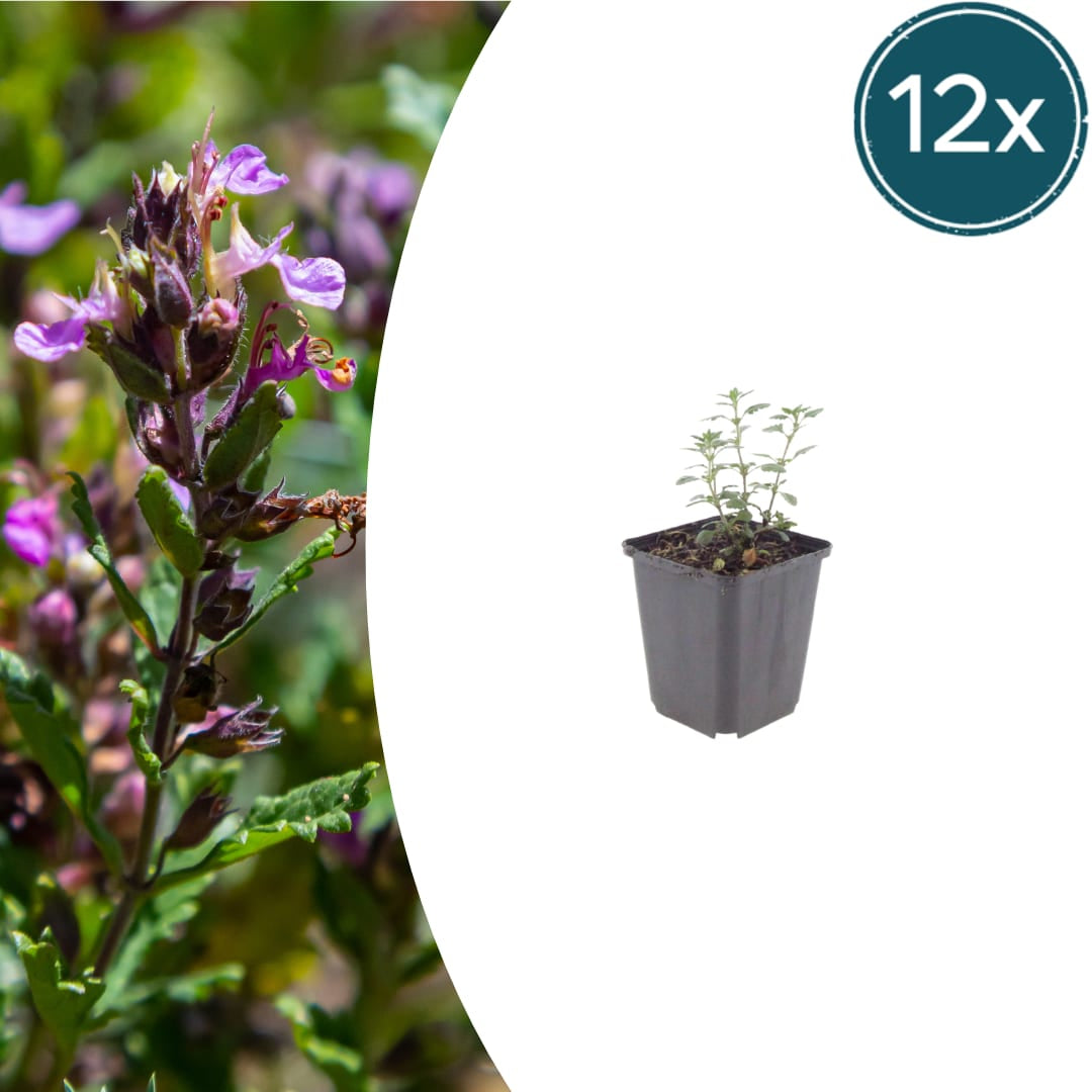 Teucrium lucidrys – 12 Pflanzen – Ø9cm – Höhe 10-25cm – Immergrüner Halbstrauch – Schnittverträglich – Für Hecke, Steingarten & moderne Gartengestaltung - Oasis of Life