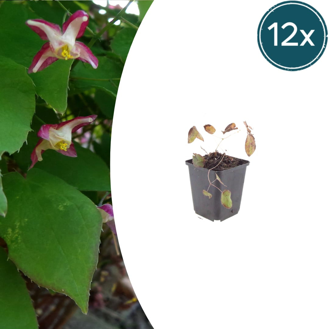 Elfenblume Epimedium rubrum Winterharte Schattenstaude mit rotrosa Blüten Ø9cm