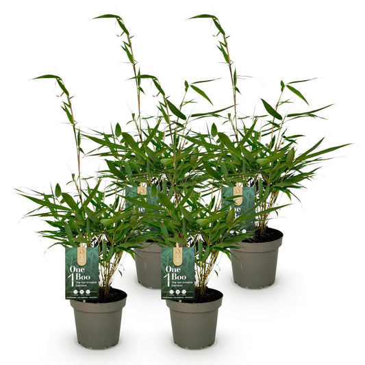 Green boutiQ - Gräser - Fargesia robusta Pingwu - Bambus - Nicht Wuchernd - Grün - 4 Pflanzen - Topf 14 cm - Höhe 35 cm 