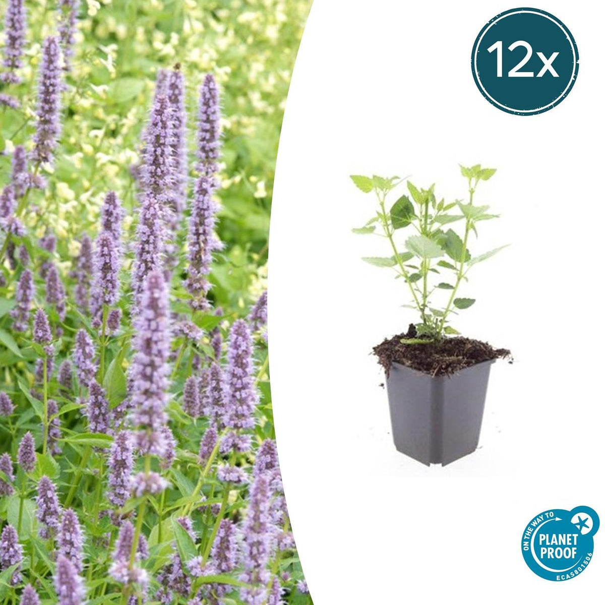 Asiatische Duftnessel Agastache 'Blue Fortune' – ↕10-25cm – Ø9cm – 12 Pflanzen – Lavendelblau – Schmetterlingsfreundlich – Sommerblüte – Pflegeleicht 