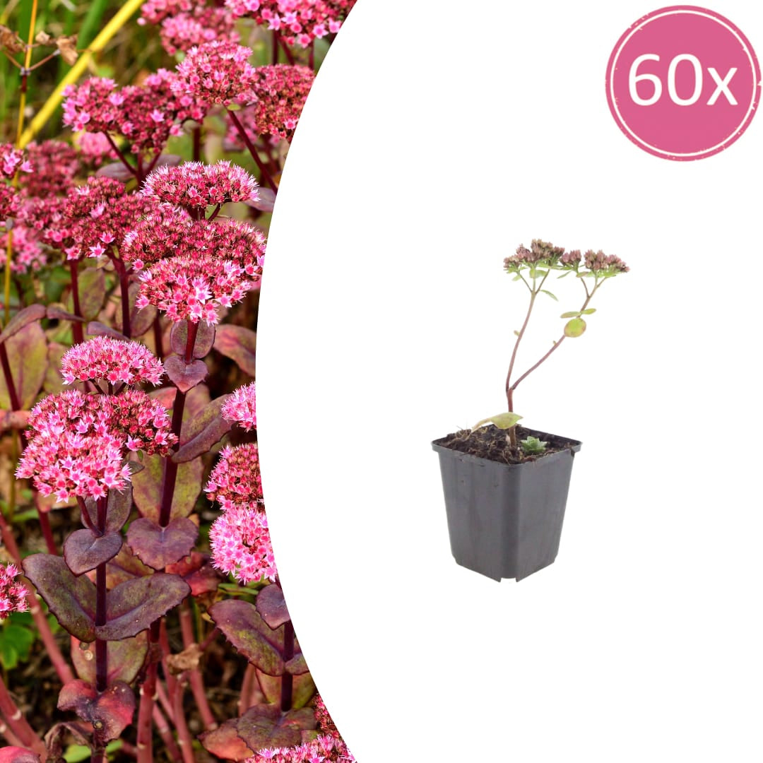 Sedum Matrona – 60 Pflanzen – Ø9cm – Höhe 10-25cm – Winterharte Fetthenne – Dunkelrosa Blüten – Trockenheitsresistent für Beet, Steingarten & Dachbegrünung - Oasis of Life