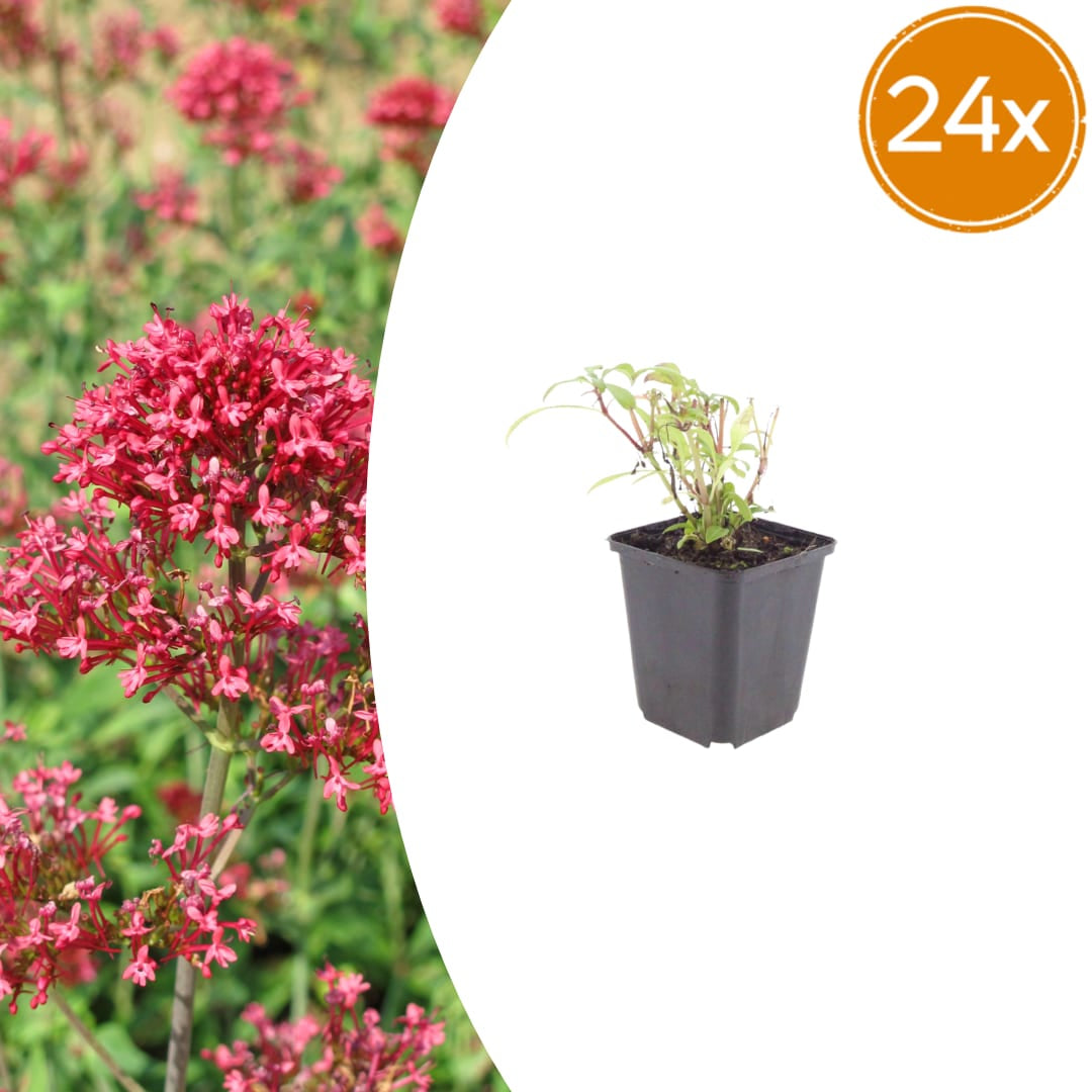 Rote Spornblume Centranthus ruber ‘Coccineus’ Sommerblühende Staude Ø9cm 24 Stück